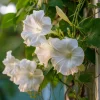 Fragrant Moon Vine Seeds – 15 Night Blooming White Flower Seeds – Ipomoea alba - Image 1