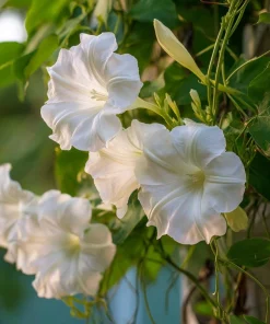 Fragrant Moon Vine Seeds – 15 Night Blooming White Flower Seeds – Ipomoea alba - Image 1
