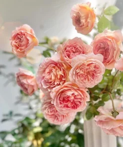 Fragrant Peach Rose Live Plant 4-6 Inch Tall - Large Double Bloom Outdoor - Image 2