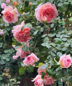 Fragrant Peach Rose Live Plant 4-6 Inch Tall - Large Double Bloom Outdoor - Image 3