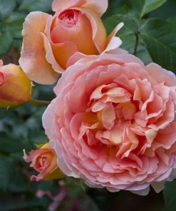Fragrant Peach Rose Live Plant 4-6 Inch Tall - Large Double Bloom Outdoor - Image 4