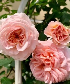 Fragrant Peach Rose Live Plant 4-6 Inch Tall - Large Double Bloom Outdoor - Image 5