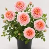 Fragrant Peach Rose Live Plant 4-6 Inch Tall - Large Double Bloom Outdoor - Image 1
