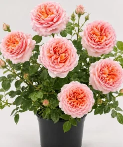 Fragrant Peach Rose Live Plant 4-6 Inch Tall - Large Double Bloom Outdoor - Image 1