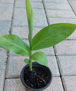 Fragrant White Butterfly Ginger Lily Live Plant - Hedychium Coronarium - Rooted Tropical Flower - Image 2