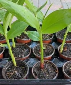 Fragrant White Butterfly Ginger Lily Live Plant - Hedychium Coronarium - Rooted Tropical Flower - Image 3