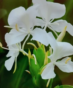 Fragrant White Butterfly Ginger Lily Live Plant - Hedychium Coronarium - Rooted Tropical Flower - Image 4