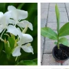 Fragrant White Butterfly Ginger Lily Live Plant - Hedychium Coronarium - Rooted Tropical Flower - Image 1