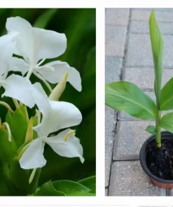 Fragrant White Butterfly Ginger Lily Live Plant - Hedychium Coronarium - Rooted Tropical Flower - Image 1