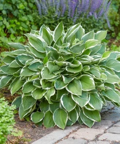 Francee Hosta Bare Root Plant - Tough Perennial - Outdoor Full Shade - Image 1
