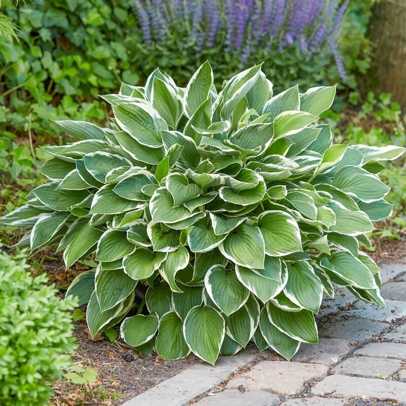 Francee Hosta Bare Root Plant - Tough Perennial - Outdoor Full Shade - Image 1
