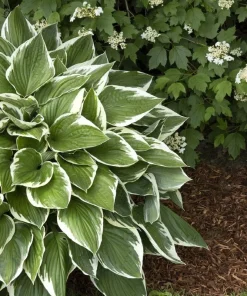 Francee Hosta Bare Root Plant - Tough Perennial - Outdoor Full Shade - Image 2