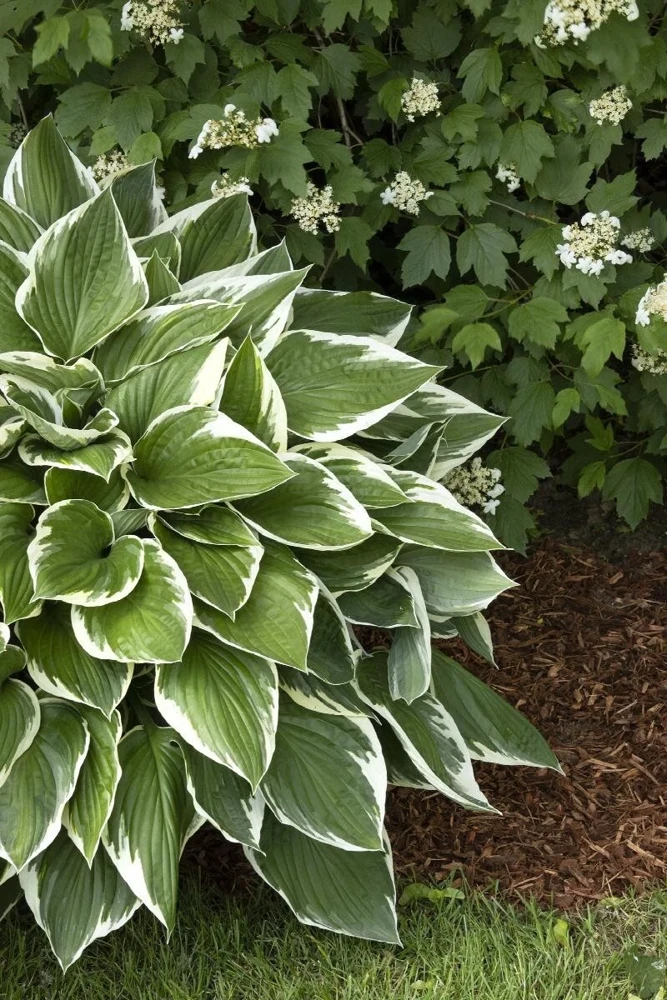 Francee Hosta Bare Root Plant - Tough Perennial - Outdoor Full Shade - Image 2