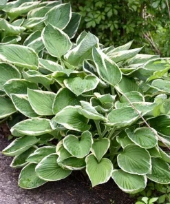 Francee Hosta Bare Root Plant - Tough Perennial - Outdoor Full Shade - Image 3