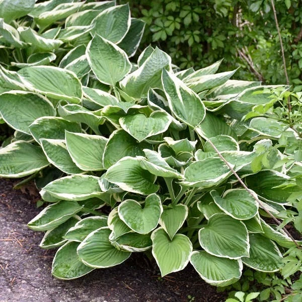 Francee Hosta Bare Root Plant - Tough Perennial - Outdoor Full Shade - Image 3