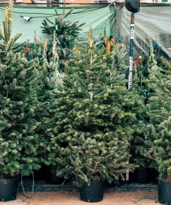 Fraser Fir Christmas Tree Seeds - Abies Fraseri - 20 Seed Packet - Grow Your Own Holiday Tree - Image 10