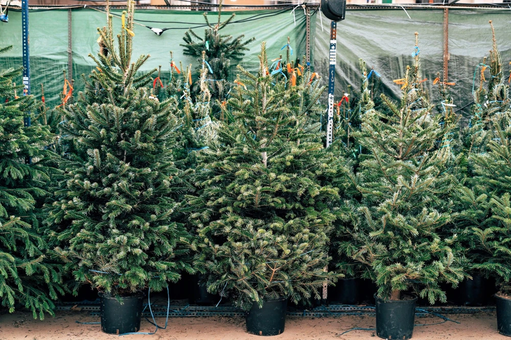 Fraser Fir Christmas Tree Seeds - Abies Fraseri - 20 Seed Packet - Grow Your Own Holiday Tree - Image 10