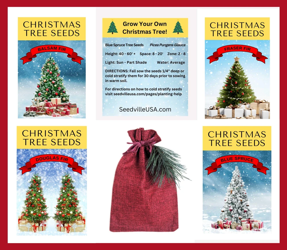 Fraser Fir Christmas Tree Seeds - Abies Fraseri - 20 Seed Packet - Grow Your Own Holiday Tree - Image 11