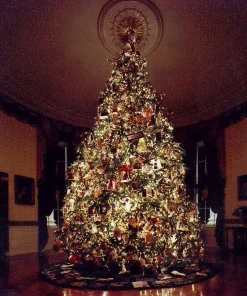Fraser Fir Christmas Tree Seeds - Abies Fraseri - 20 Seed Packet - Grow Your Own Holiday Tree - Image 2