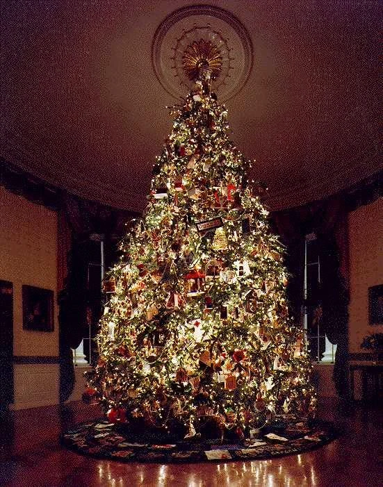 Fraser Fir Christmas Tree Seeds - Abies Fraseri - 20 Seed Packet - Grow Your Own Holiday Tree - Image 2