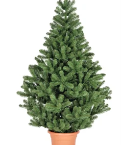Fraser Fir Christmas Tree Seeds - Abies Fraseri - 20 Seed Packet - Grow Your Own Holiday Tree - Image 3