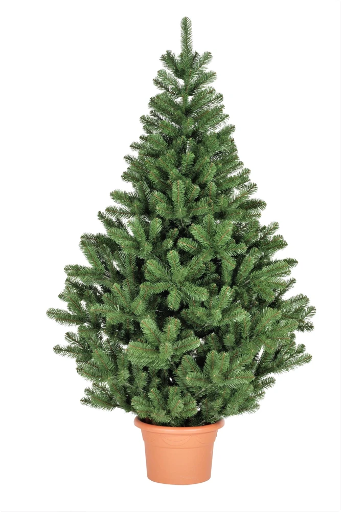Fraser Fir Christmas Tree Seeds - Abies Fraseri - 20 Seed Packet - Grow Your Own Holiday Tree - Image 3