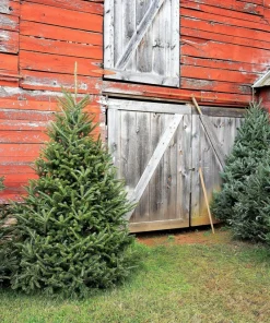 Fraser Fir Christmas Tree Seeds - Abies Fraseri - 20 Seed Packet - Grow Your Own Holiday Tree - Image 4