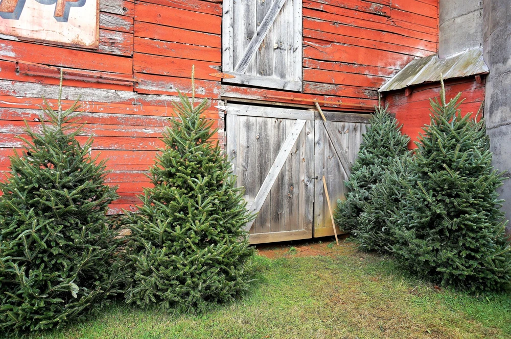 Fraser Fir Christmas Tree Seeds - Abies Fraseri - 20 Seed Packet - Grow Your Own Holiday Tree - Image 4