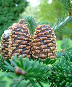 Fraser Fir Christmas Tree Seeds - Abies Fraseri - 20 Seed Packet - Grow Your Own Holiday Tree - Image 5