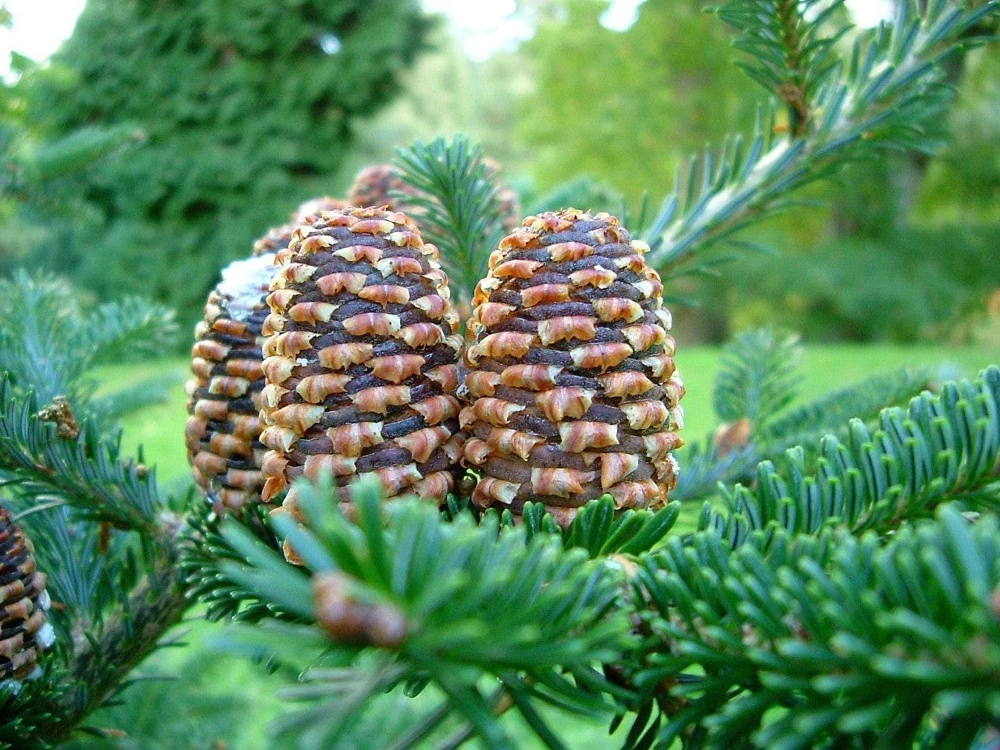 Fraser Fir Christmas Tree Seeds - Abies Fraseri - 20 Seed Packet - Grow Your Own Holiday Tree - Image 5