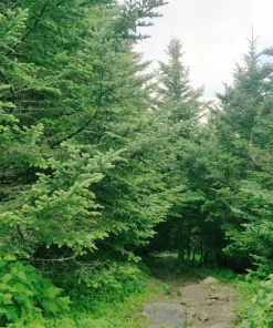 Fraser Fir Christmas Tree Seeds - Abies Fraseri - 20 Seed Packet - Grow Your Own Holiday Tree - Image 6