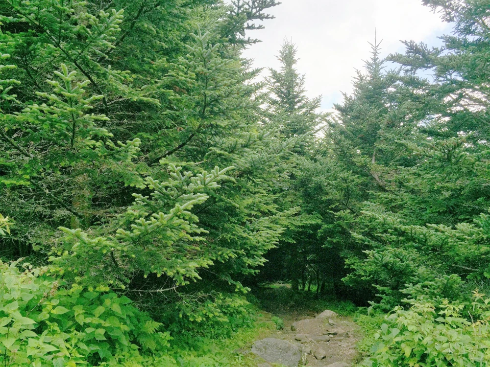 Fraser Fir Christmas Tree Seeds - Abies Fraseri - 20 Seed Packet - Grow Your Own Holiday Tree - Image 6