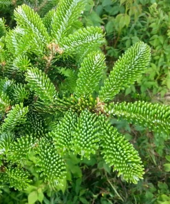 Fraser Fir Christmas Tree Seeds - Abies Fraseri - 20 Seed Packet - Grow Your Own Holiday Tree - Image 7