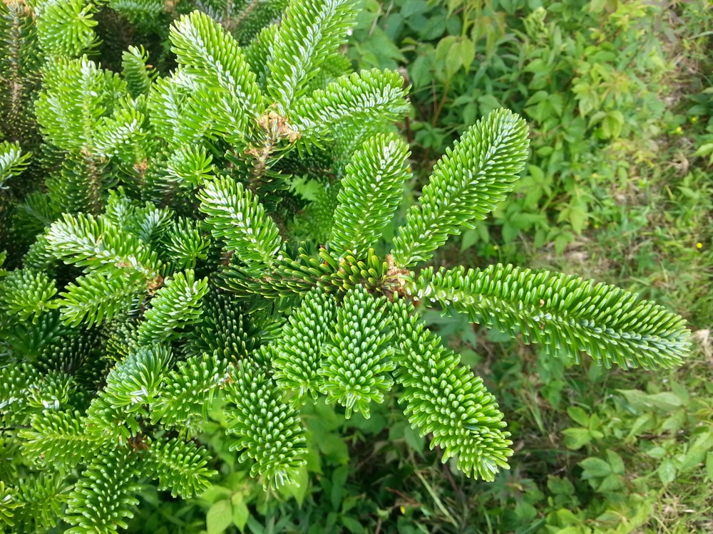 Fraser Fir Christmas Tree Seeds - Abies Fraseri - 20 Seed Packet - Grow Your Own Holiday Tree - Image 7
