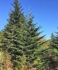 Fraser Fir Christmas Tree Seeds - Abies Fraseri - 20 Seed Packet - Grow Your Own Holiday Tree - Image 8