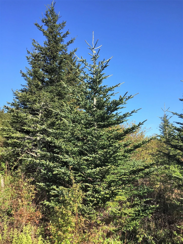 Fraser Fir Christmas Tree Seeds - Abies Fraseri - 20 Seed Packet - Grow Your Own Holiday Tree - Image 8