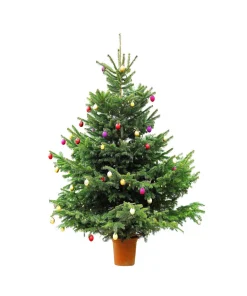 Fraser Fir Christmas Tree Seeds - Abies Fraseri - 20 Seed Packet - Grow Your Own Holiday Tree - Image 9