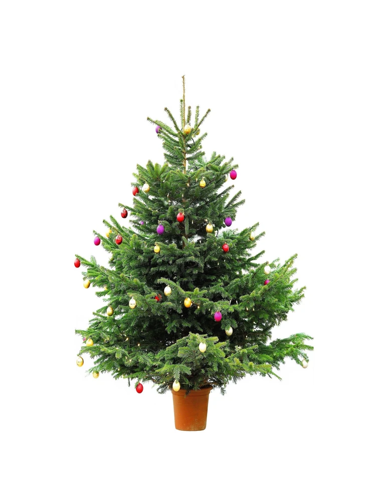 Fraser Fir Christmas Tree Seeds - Abies Fraseri - 20 Seed Packet - Grow Your Own Holiday Tree - Image 9