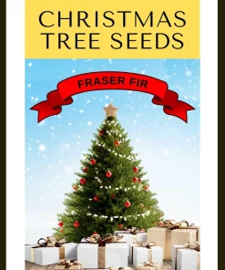 Fraser Fir Christmas Tree Seeds - Abies Fraseri - 20 Seed Packet - Grow Your Own Holiday Tree - Image 1