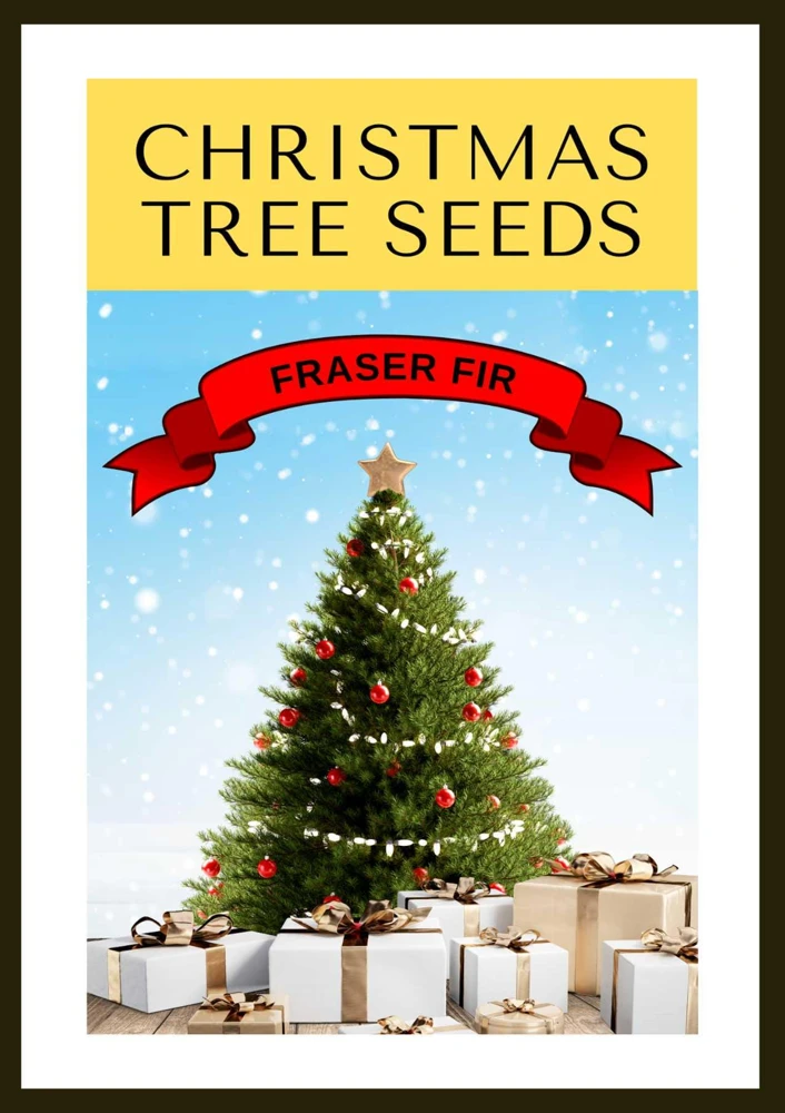 Fraser Fir Christmas Tree Seeds - Abies Fraseri - 20 Seed Packet - Grow Your Own Holiday Tree - Image 1