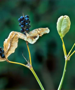 Freckle Face Blackberry Lily Seeds – Belamcanda Chinensis – 10 Seeds – Outdoor - Image 11