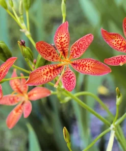Freckle Face Blackberry Lily Seeds – Belamcanda Chinensis – 10 Seeds – Outdoor - Image 2