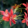 Freckle Face Blackberry Lily Seeds – Belamcanda Chinensis – 10 Seeds – Outdoor - Image 1