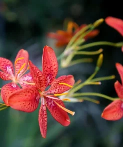 Freckle Face Blackberry Lily Seeds – Belamcanda Chinensis – 10 Seeds – Outdoor - Image 1