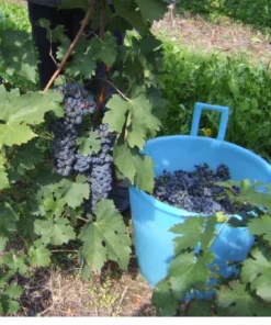 Fredonia Grape Vine Plant – Live, 1-2 Year Old – Outdoor, Blue Grapes, Edible Fruit - Image 3