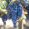 Fredonia Grape Vine Plant – Live, 1-2 Year Old – Outdoor, Blue Grapes, Edible Fruit - Image 1