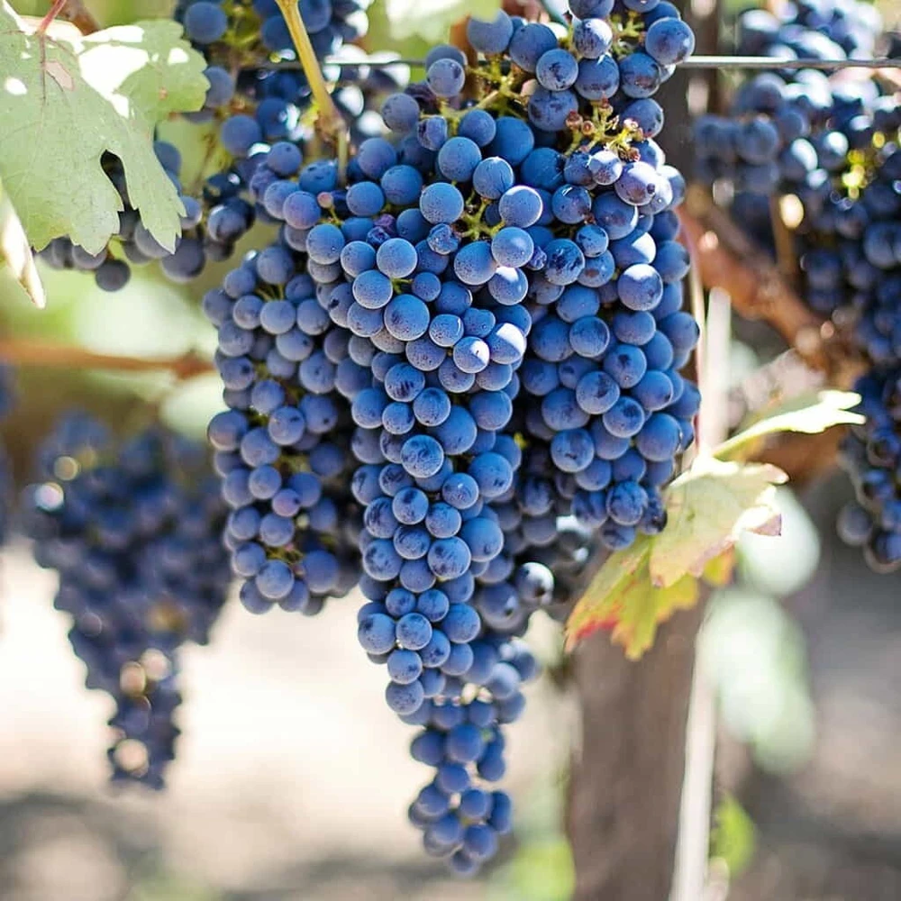 Fredonia Grape Vine Plant – Live, 1-2 Year Old – Outdoor, Blue Grapes, Edible Fruit - Image 1