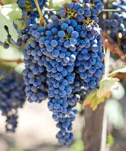 Fredonia Live Wine Grape Vine Plants - 2 Pack, 1-2 Year Old, Pruned for Planting, Outdoor - Image 2