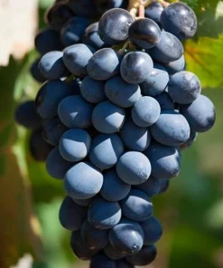 Fredonia Live Wine Grape Vine Plants - 2 Pack, 1-2 Year Old, Pruned for Planting, Outdoor - Image 3