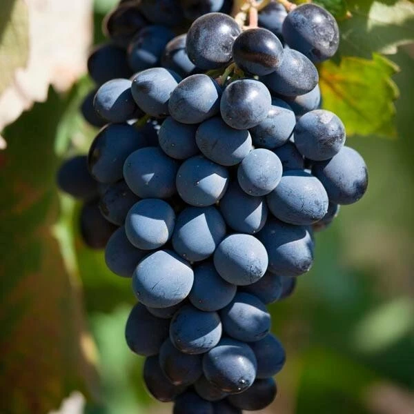 Fredonia Live Wine Grape Vine Plants - 2 Pack, 1-2 Year Old, Pruned for Planting, Outdoor - Image 3
